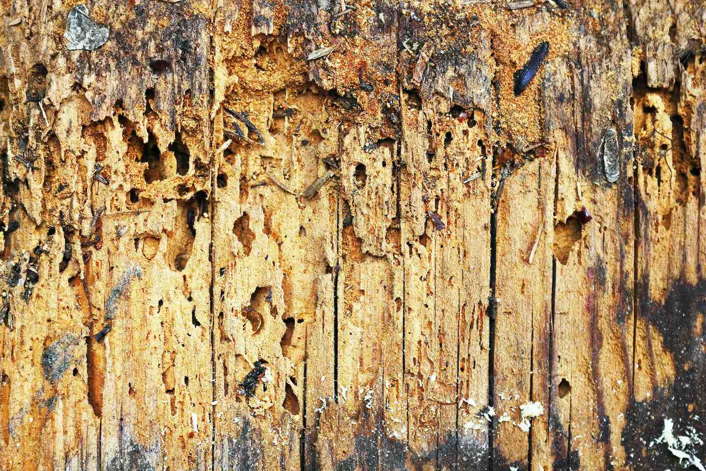 Woodworm damage close up showing damp timber and characteristic holes caused by Woodboring Beetle